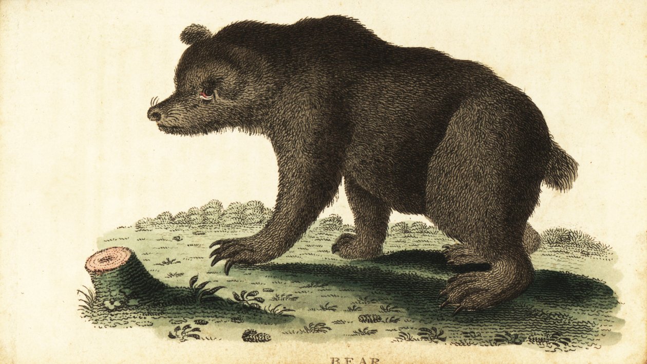 Barnamedve, Ursus arctos., 1800 (metszet) alkotó: Unbekannter Künstler