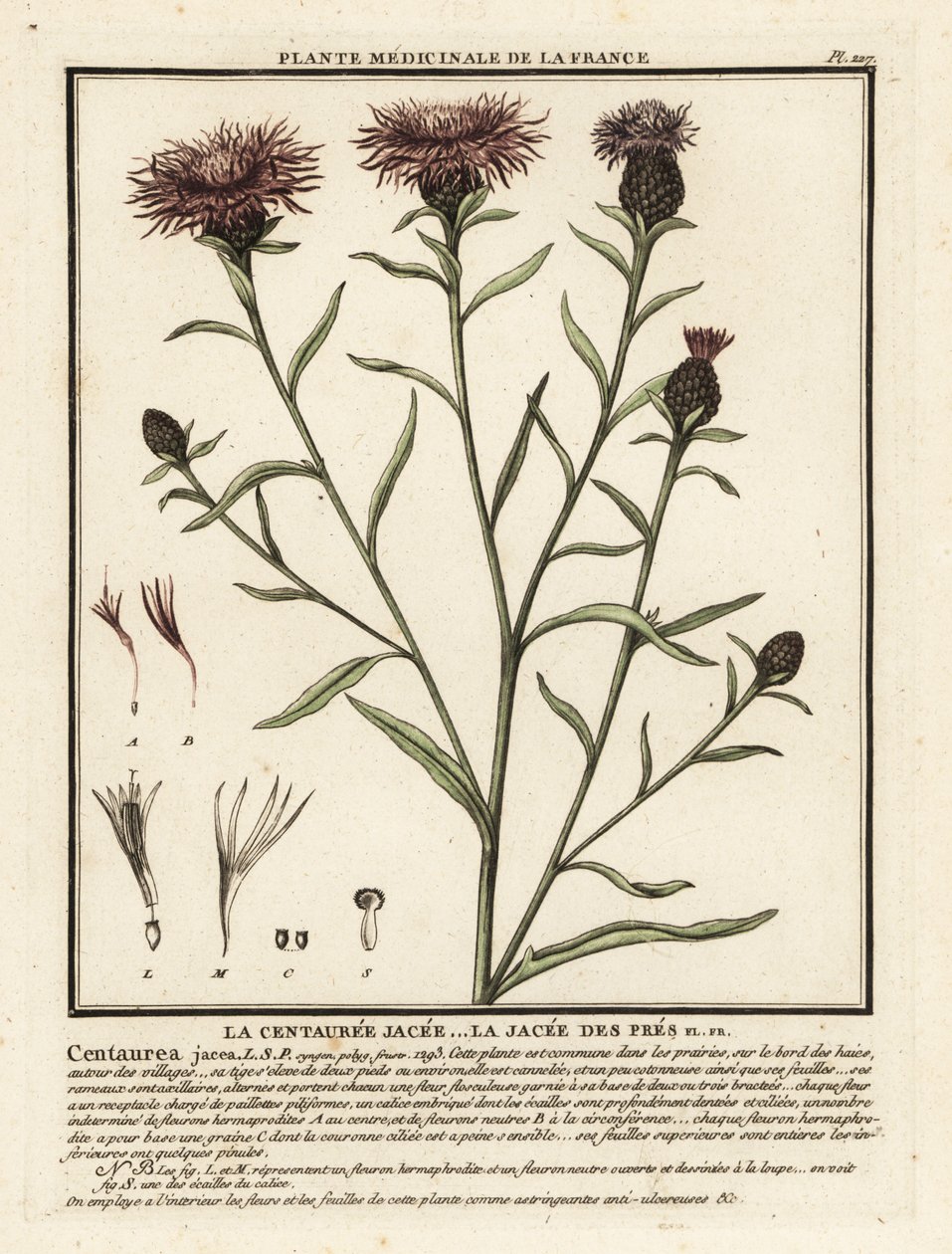 Barna búzafű, Centaurea jacea. alkotó: Unbekannter Künstler