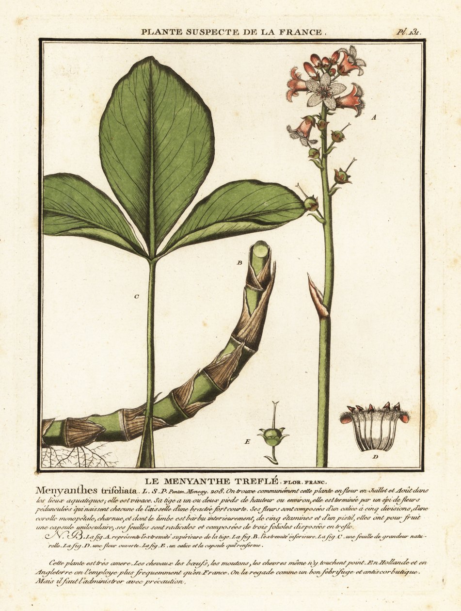 Buckbean, Menyanthes trifoliata. alkotó: Unbekannter Künstler