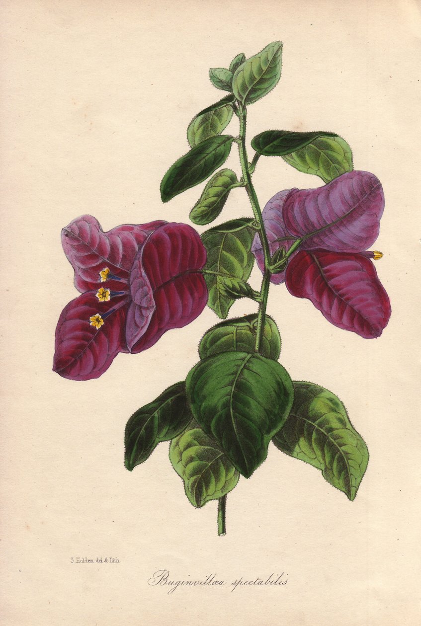 Buginvillaea spectabilis (La bougainvillee vagy bougainvillee). Kézzel színezett litográfia, melyet Samuel Holden rajzolt Sir Joseph Paxton számára a "Magazine of Botany"-ban, London, W.S. Orr. alkotó: Unbekannter Künstler