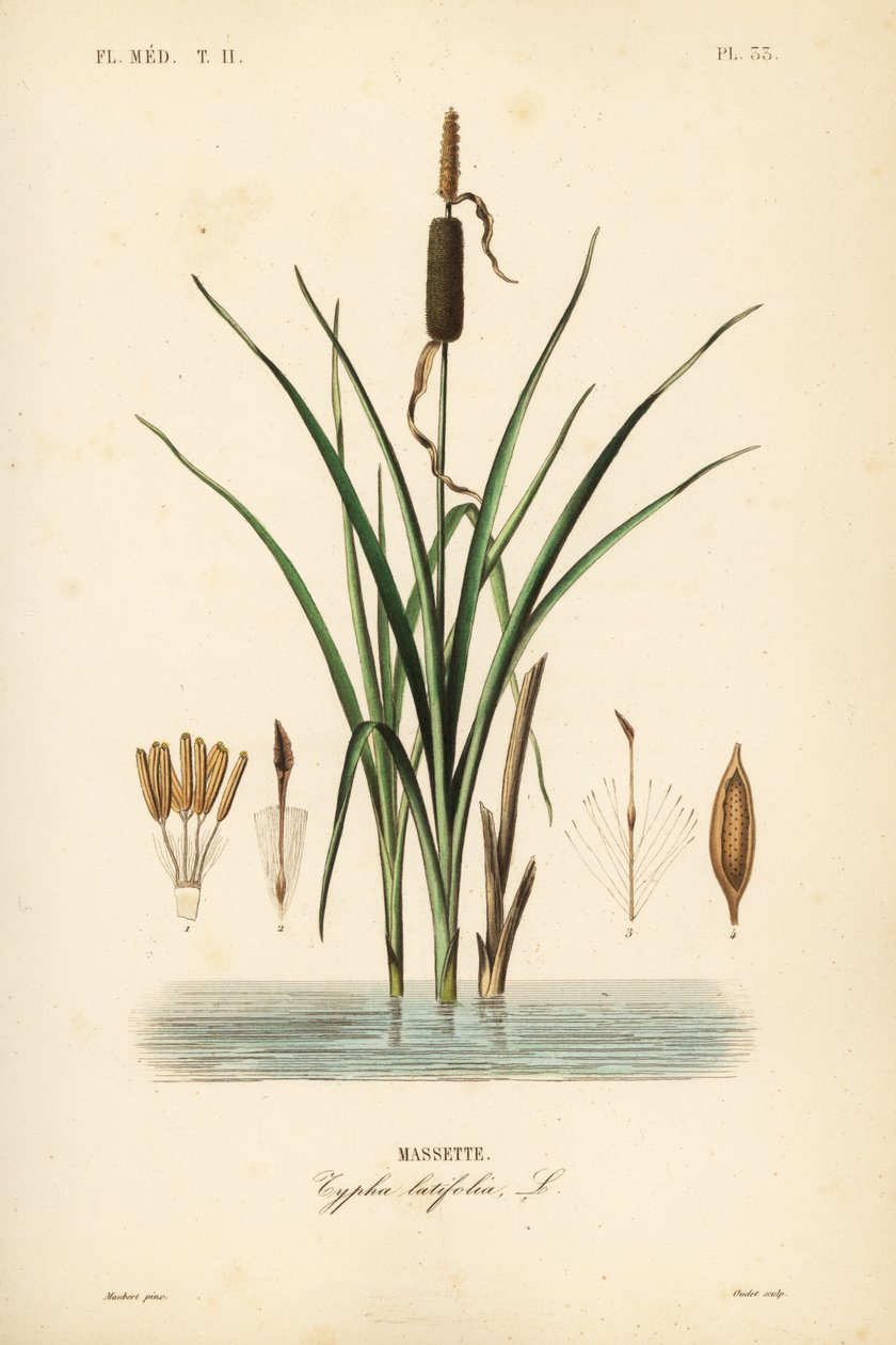 Gyékény vagy széleslevelű gyékény, Typha latifolia, Massette alkotó: Unbekannt