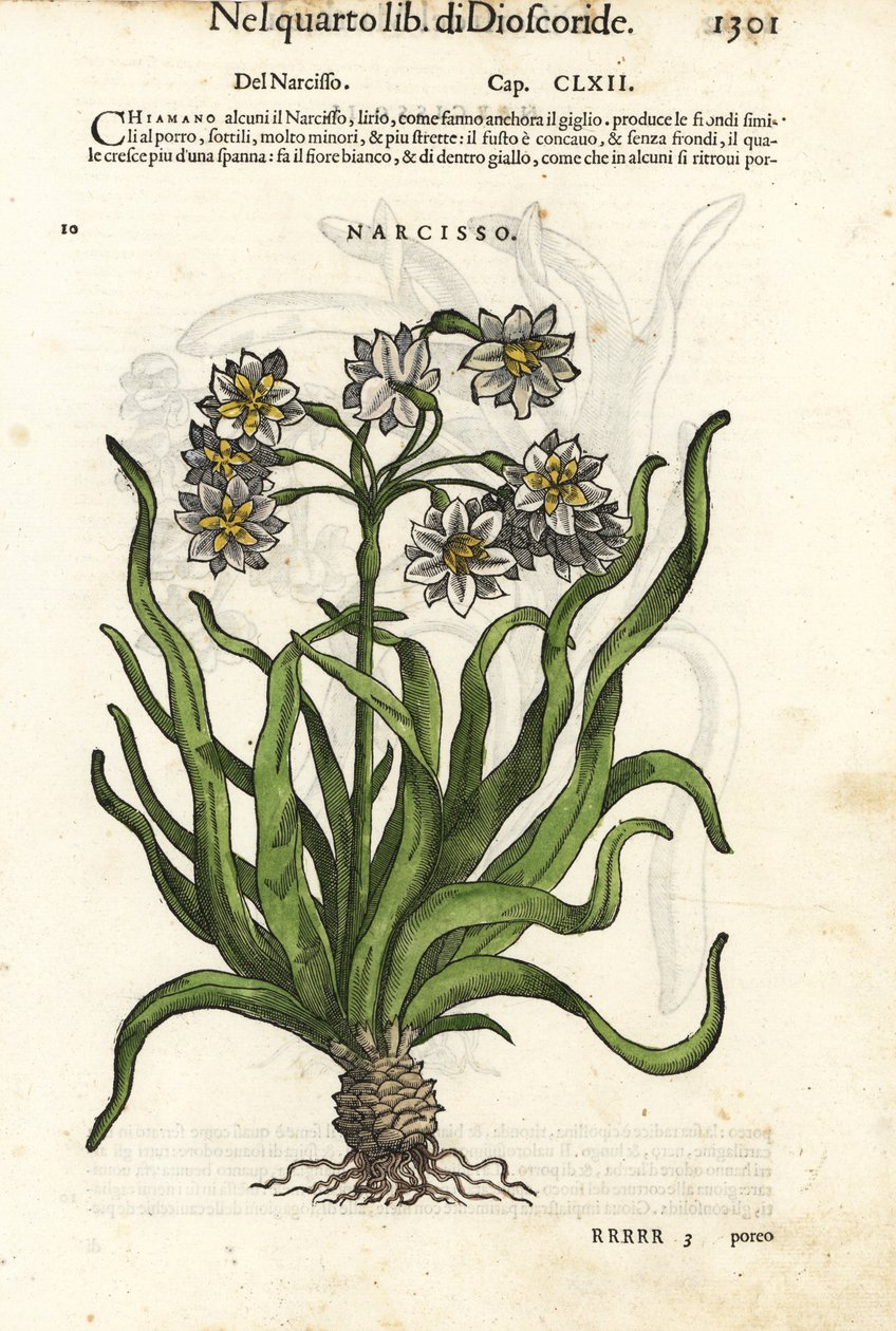 Csokros nárcisz, Narcissus tazetta. Wolfgang Meyerpick kézzel színezett fametszete Giorgio Liberale illusztrációja után Pietro Andrea Mattioli Discorsi di P.A. Matthioli ne i sei libri della Materia Medicinale di Pedacio Dioscoride című művéből. alkotó: Unbekannter Künstler