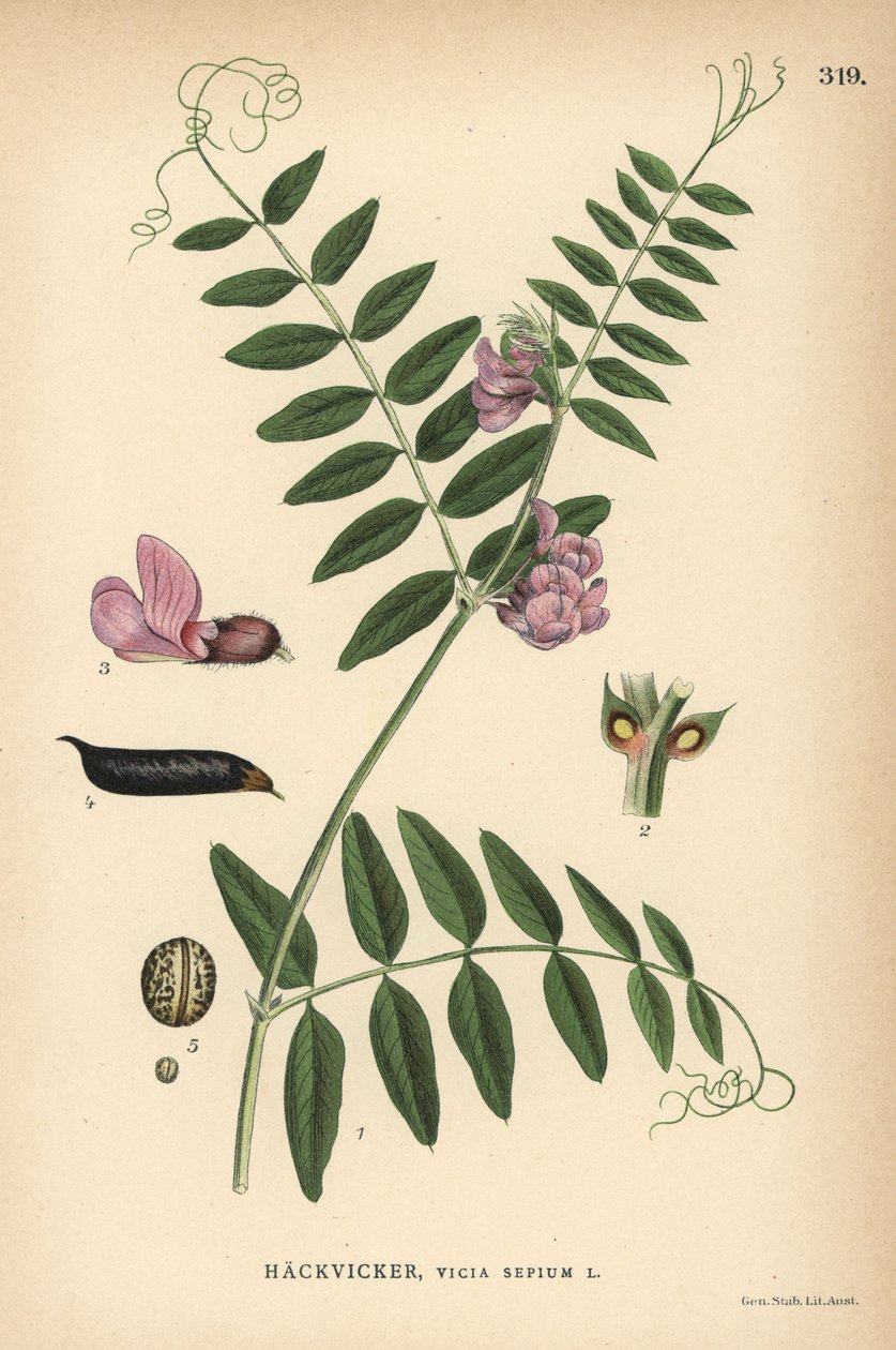 Bozót bükköny, Vicia sepium alkotó: Unbekannter Künstler