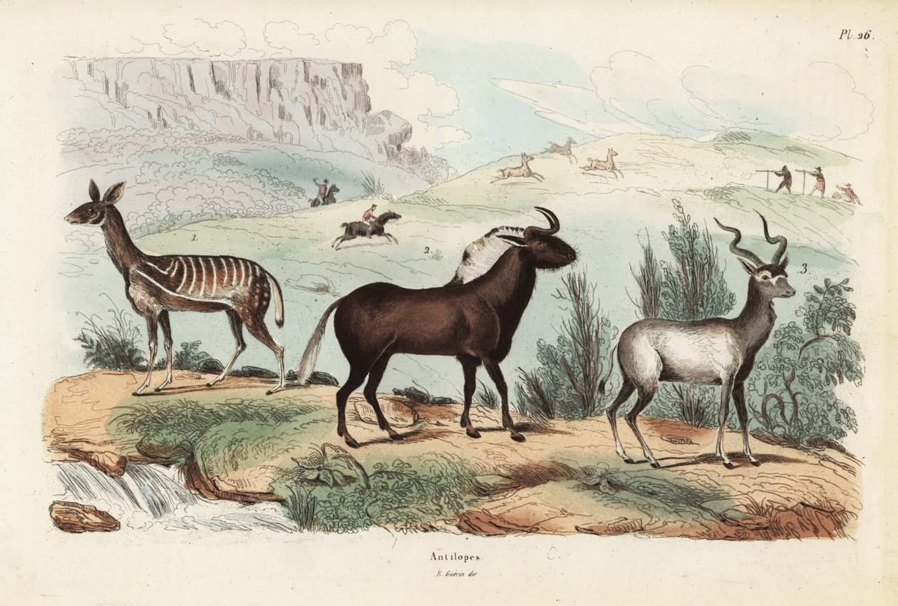 Bushbuck, Tragelaphus scriptus 1, fekete gnú vagy fehérfarkú gnu, Connochaetes gnou 2, nagyobb kudu, Tragelaphus strepsiceros 3 alkotó: Unbekannt