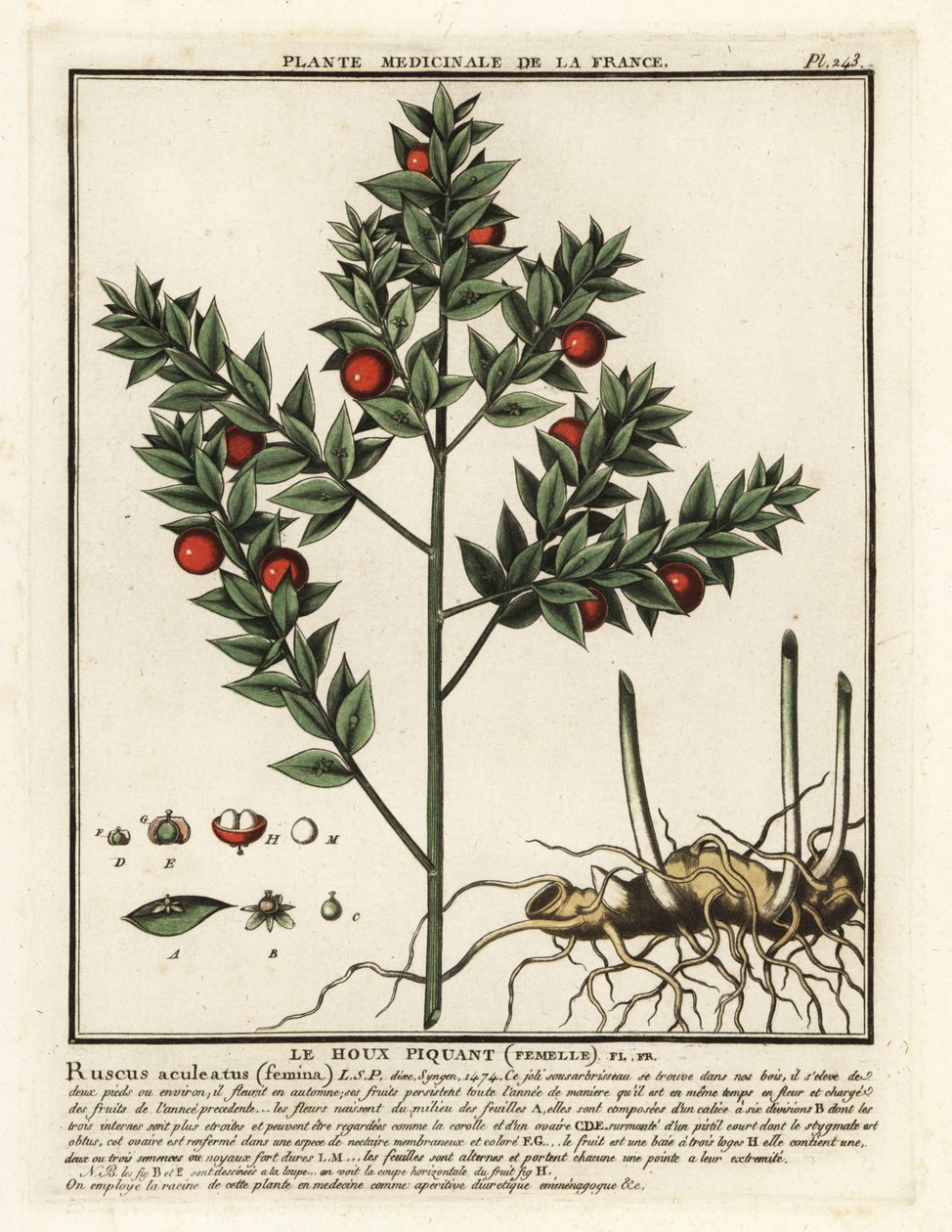 Mészárseprű, Ruscus aculeatus. alkotó: Unbekannter Künstler