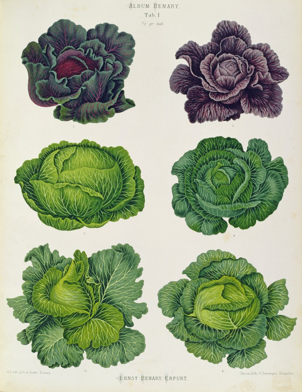 Káposztafélék: Tab. 1 a Benary-albumból, 1876 körül, Ernst Benary, Erfurt (kromolitográfia). alkotó: Unbekannter Künstler