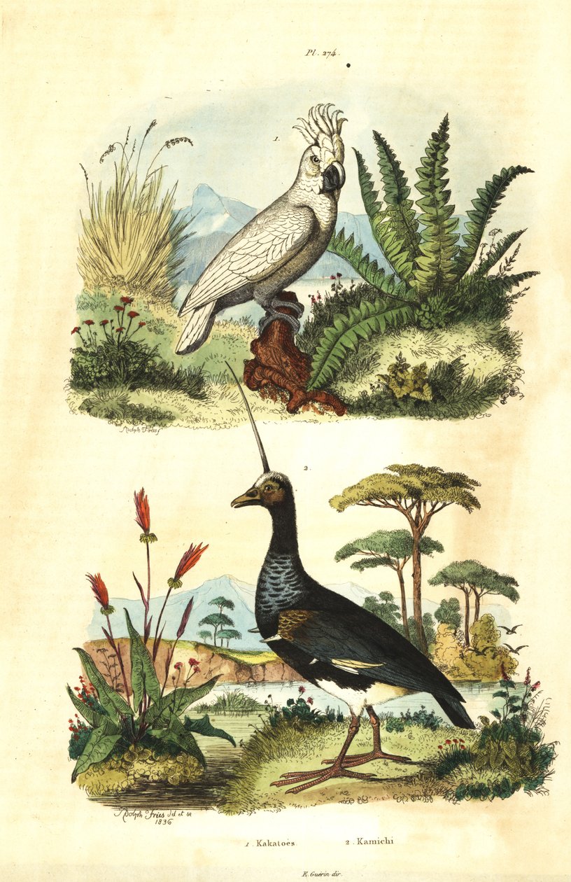 Cacatua galerita, kénes tarajos kakadu és szarvas sikoltozó, Anhima cornuta Kakatoes et kamichi alkotó: Unbekannt