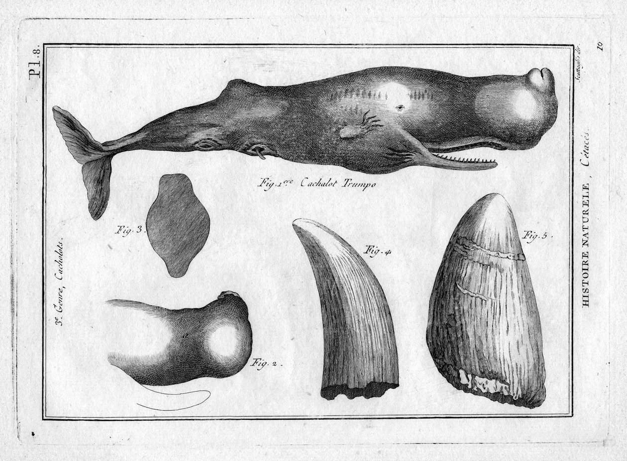 Cachalot trumpo (a trompe) Pierre Joseph Bonnaterre (1762-1804) "Painting Encyclopedique et Methodique des trois Regnes de la Nature" című művében. Párizs 1784. alkotó: Unbekannter Künstler