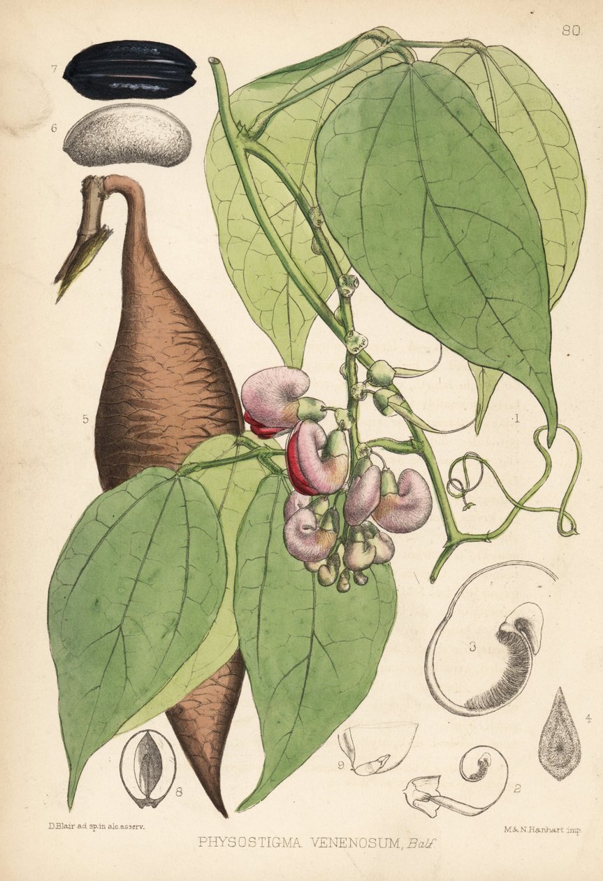 Calabar bab vagy ordeálbab. Physostigma venenosum. Hanhart kézi színezésű litográfiája David Blair botanikai illusztrációja után, Robert Bentley és Henry Trimen: Medicinal Plants, London. alkotó: Unbekannter Künstler