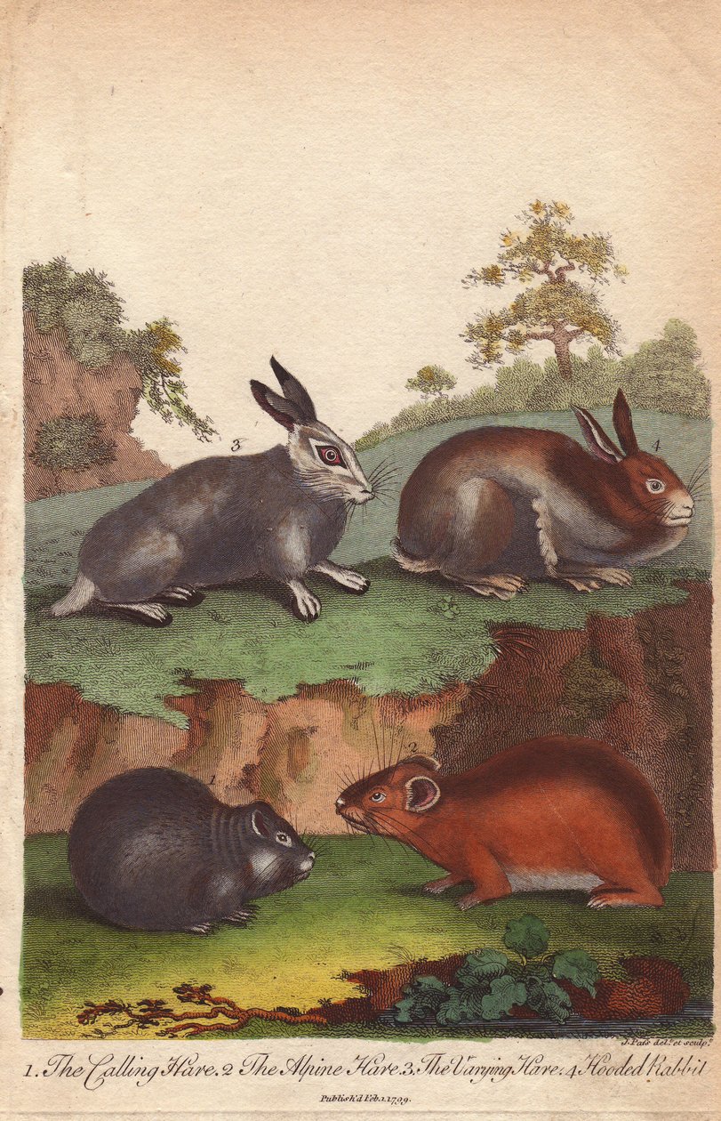 Hívó nyúl, alpesi nyúl, változó nyúl és csuklyás nyúl Oryctolagus cuniculus, Lepus capensis, Lepus timidus alkotó: Unbekannter Künstler