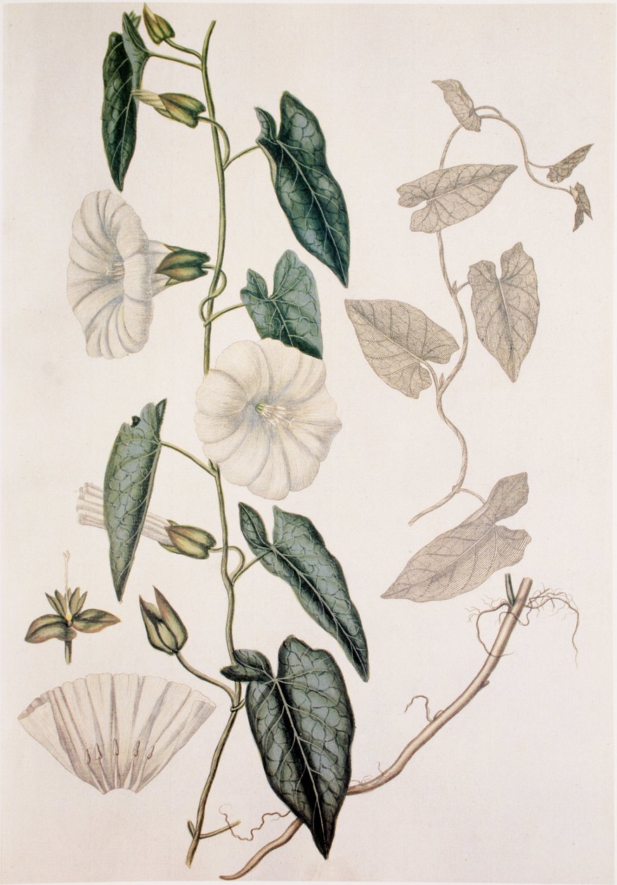 Calystegia sepium/Convolvulus sepium/Sövényágynemű alkotó: Unbekannt