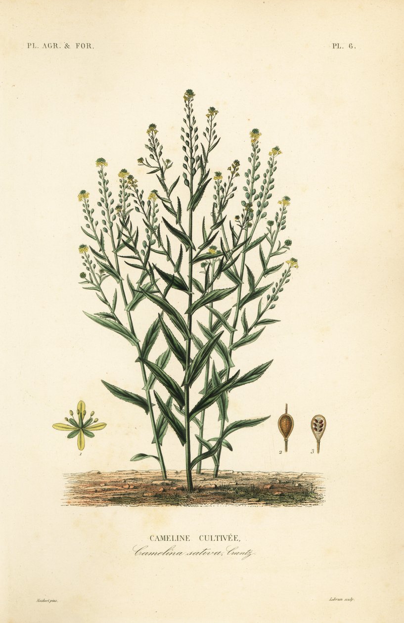 Camelina vagy hamis len, Camelina sativa, Cameline cultivee alkotó: Unbekannt