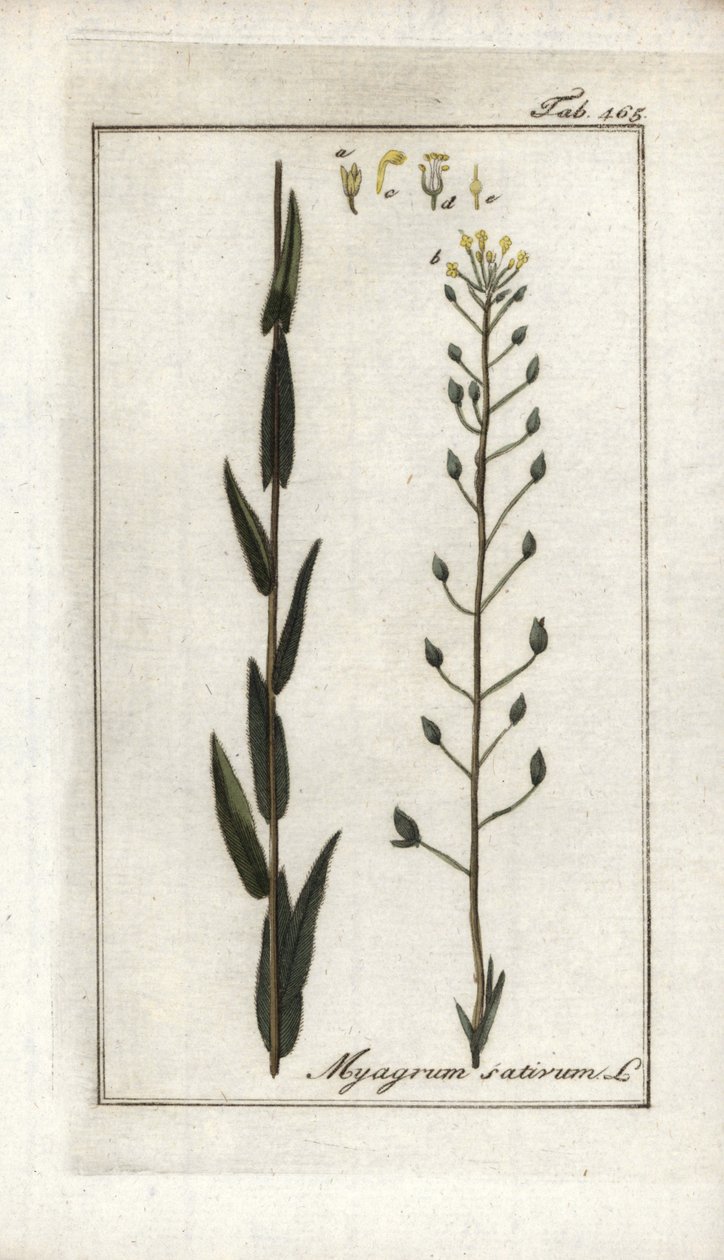 Cameline vagy lenbazárd vagy szezámmag Németországból (Camelina sativa). Litográfia Johannes Zorn (1739-1799) "Afbeelding der Artseny-Gewassen" című művéből, Hollandia. alkotó: Unbekannter Künstler