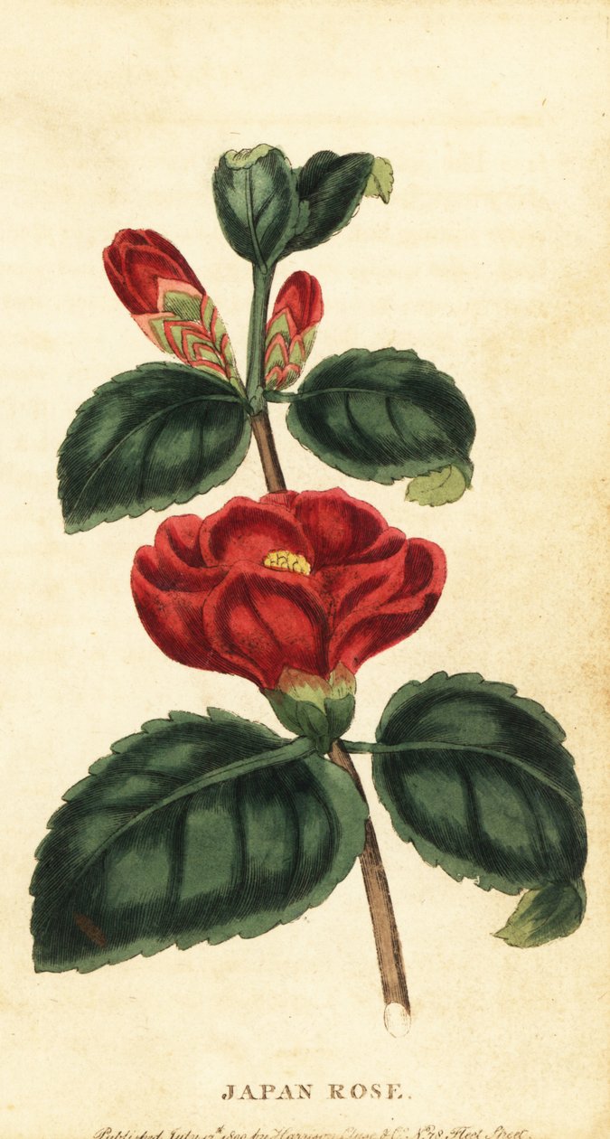 Camellia vagy Japán rózsa, Camellia japonica. ,1800 (metszet) alkotó: Unbekannter Künstler