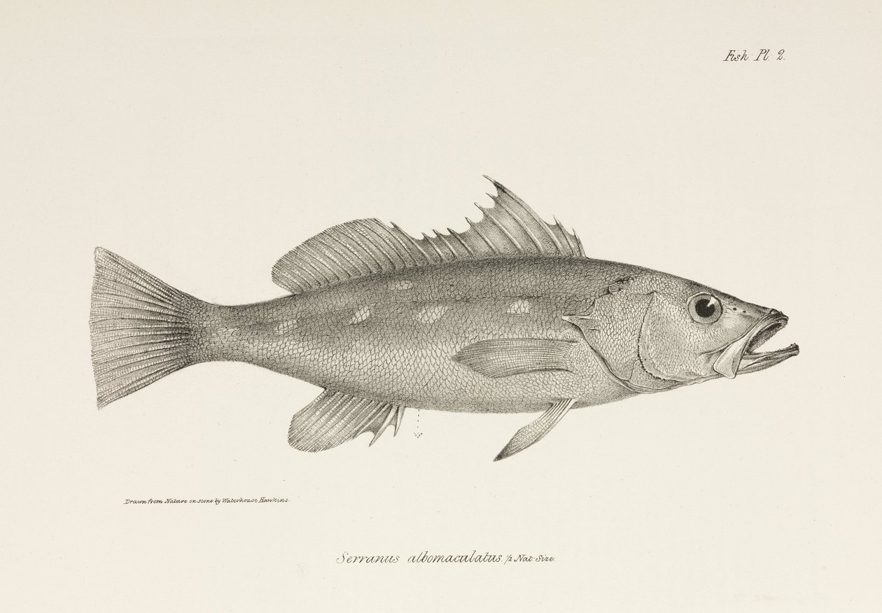 Camotillo, Csendes-óceán, c 1832-1836 alkotó: Unbekannter Künstler