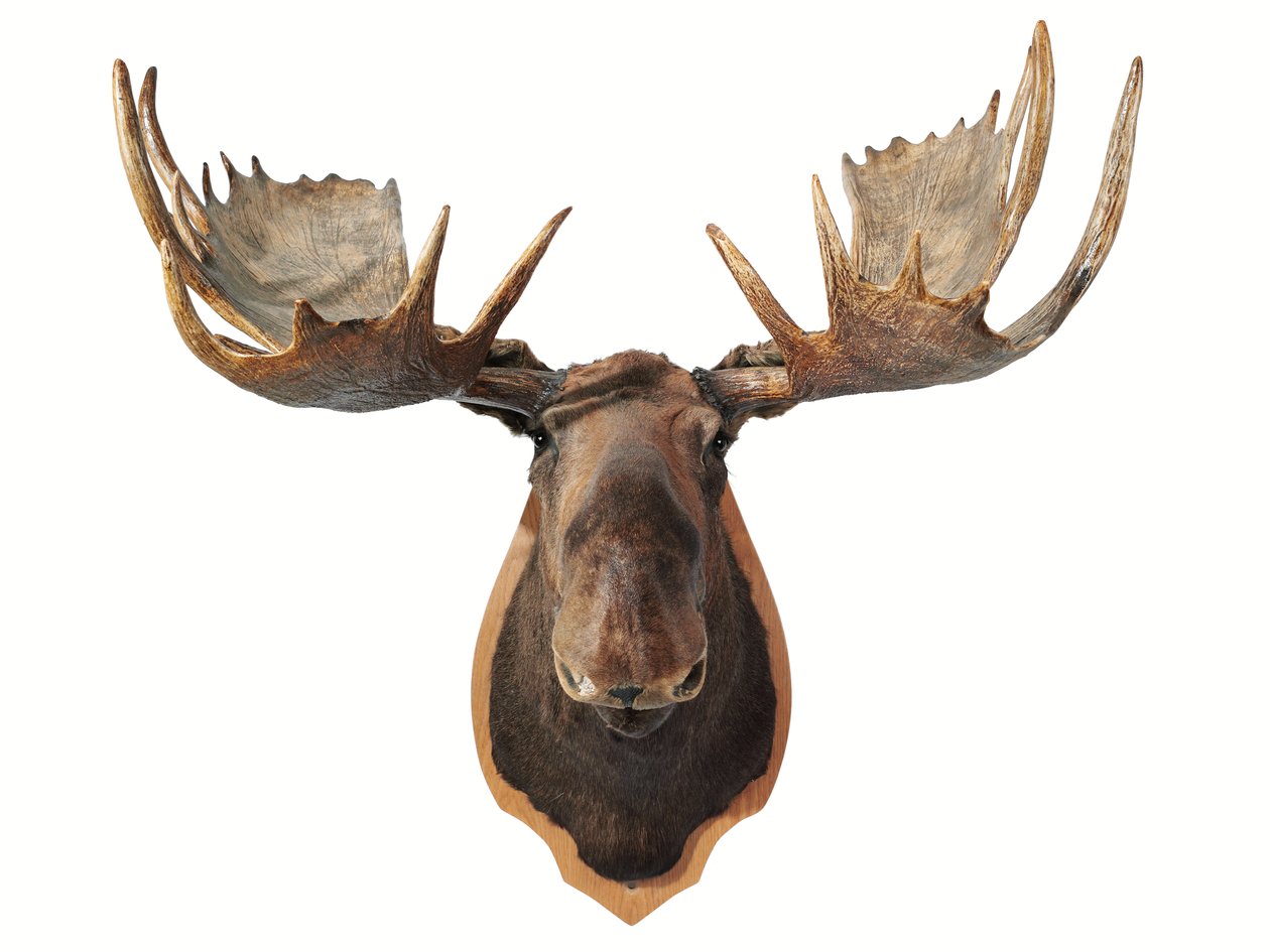 Kanadai taxidermiás jávorszarvasfej vadásztrófea, tölgyfa pajzsra szerelve, Vancouver (fotó) alkotó: Unbekannt