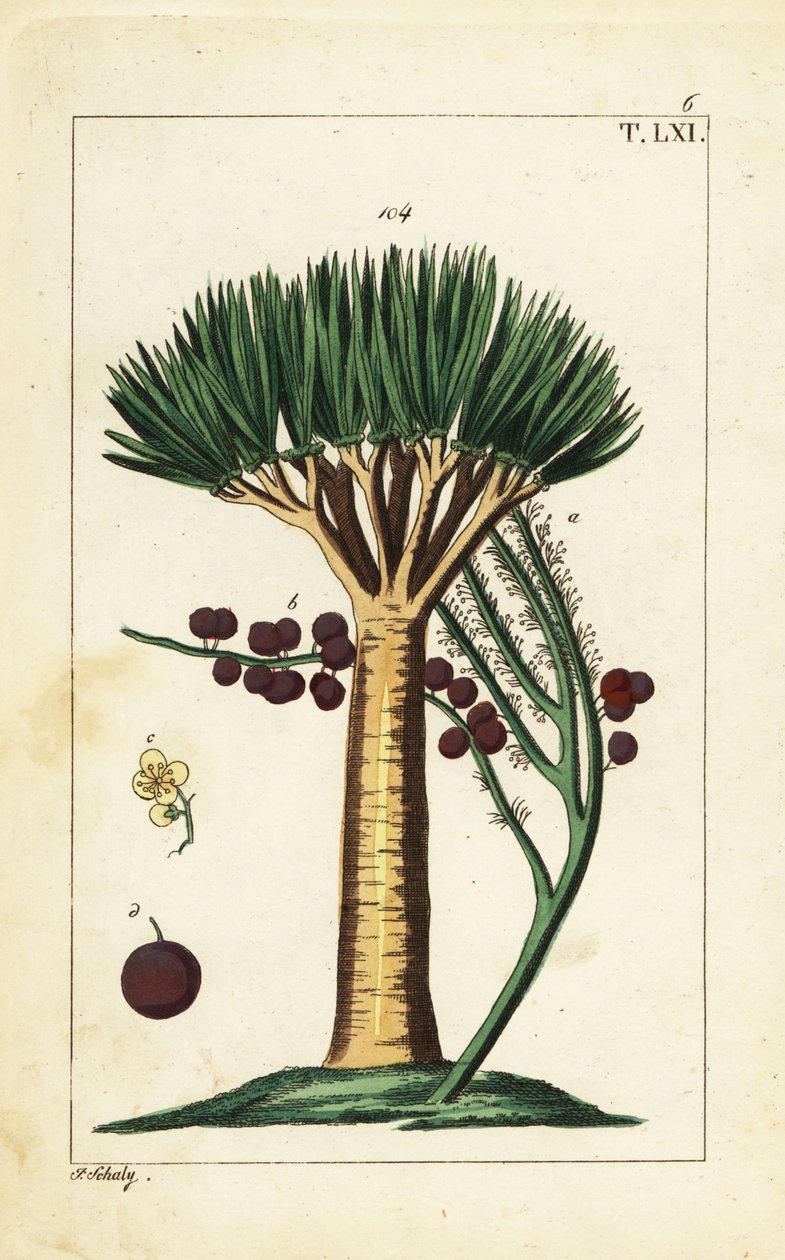 Kanári-szigeteki sárkányfa, Dracaena draco. Sebezhető. alkotó: Unbekannter Künstler