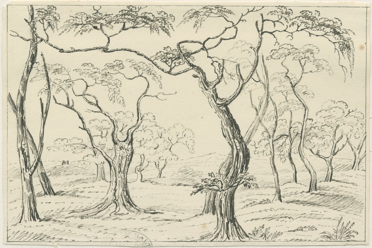 Cannock Chase: toll- és ceruzarajz, nd [?19. század] alkotó: Unbekannt