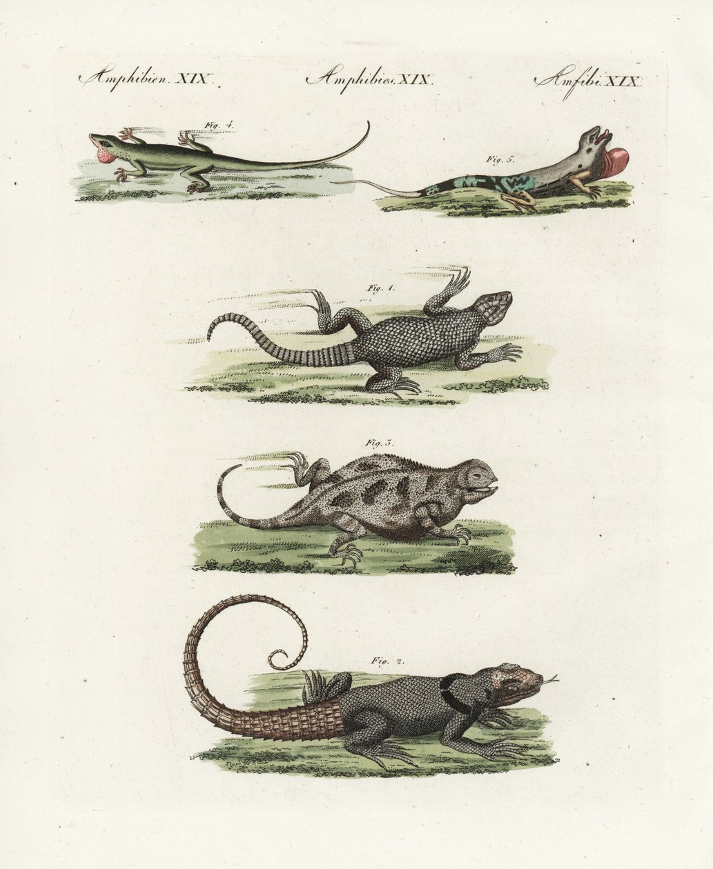 Fokföldi gyík (afrikai szaurusz), Cordylus cordylus 1, Cuvier madagaszkári fecske (madagaszkári gyík), Oplurus cuvieri 2, hegyi szarvú gyík (szarvú gyík), Phrynosoma orbiculare 3, jamaikai anole (jamaikai gyík), Anolis garmani 4, és zöld ano alkotó: Unbekannter Künstler