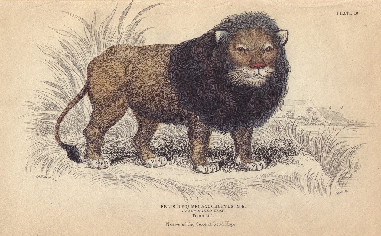 Oroszlán-fok. William Lizars litográfiája Charles Hamilton Smith rajza alapján, Sir William Jardine "Bibliotheque naturaliste, mammals, les felins" című, 1834-ben Edinburgh-ban (Skóciában) kiadott művéhez. alkotó: Unbekannter Künstler