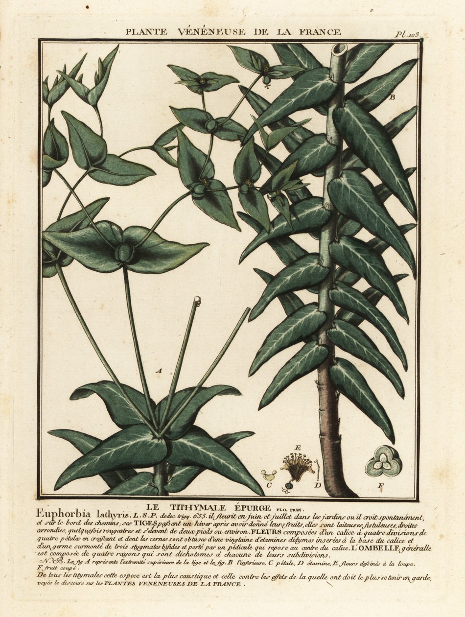 Kapribogyó, Euphorbia lathyris. alkotó: Unbekannter Künstler