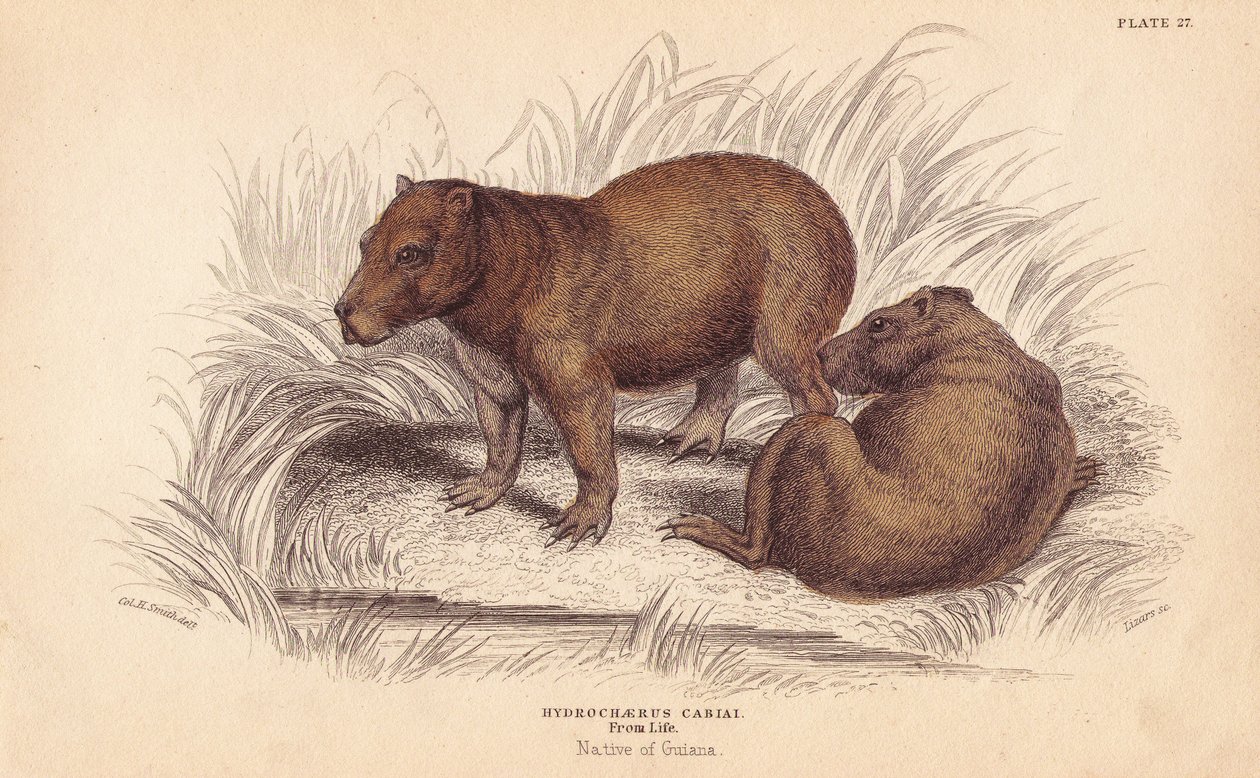 Vízidisznó, Hydrochoerus hydrochaeris (Hydrochaerus cabiai). Lizars kézzel színezett acélmetszete Charles Hamilton Smith illusztrációja után, William Jardine