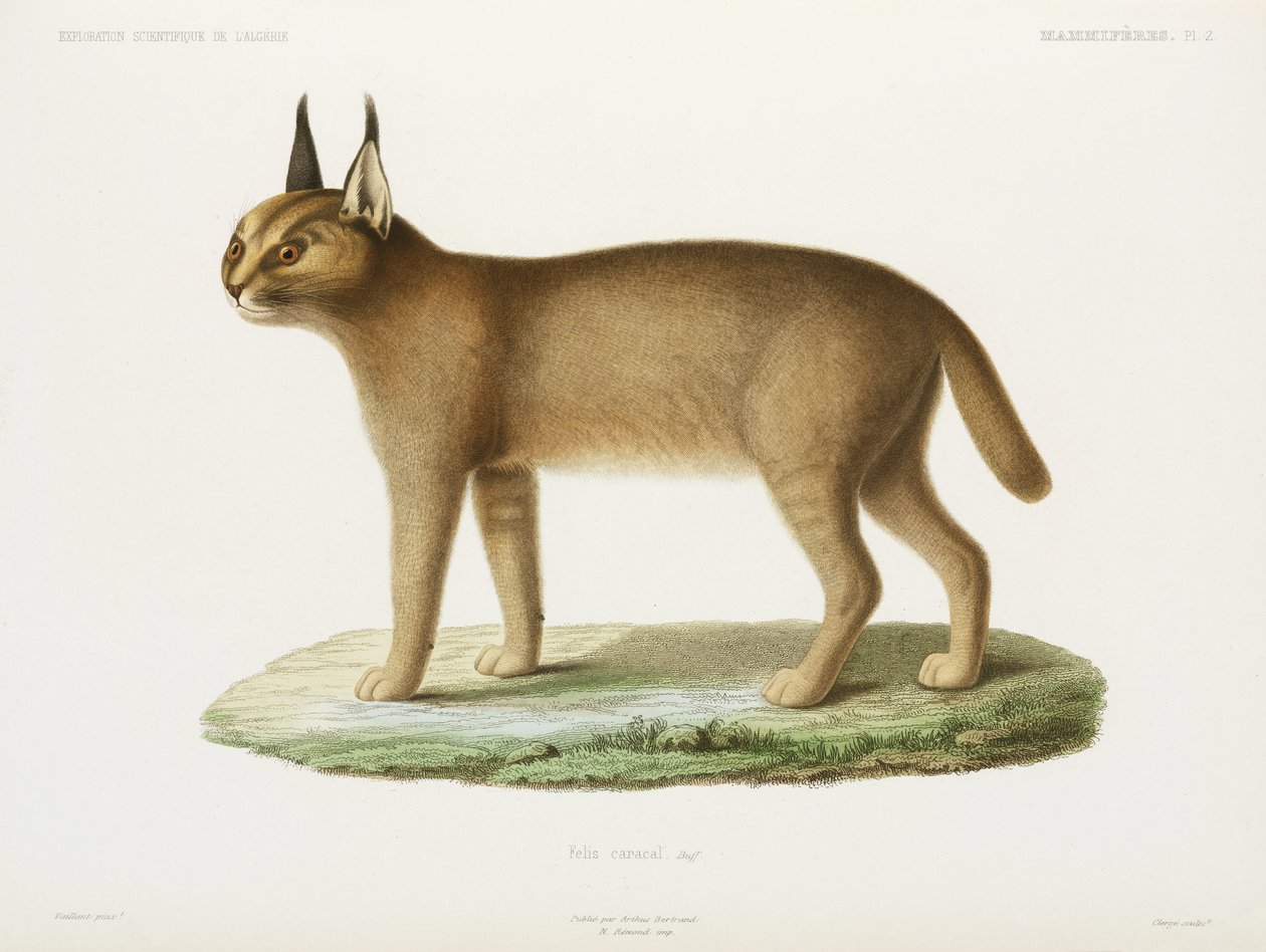 Caracal, Algéria alkotó: Unbekannt
