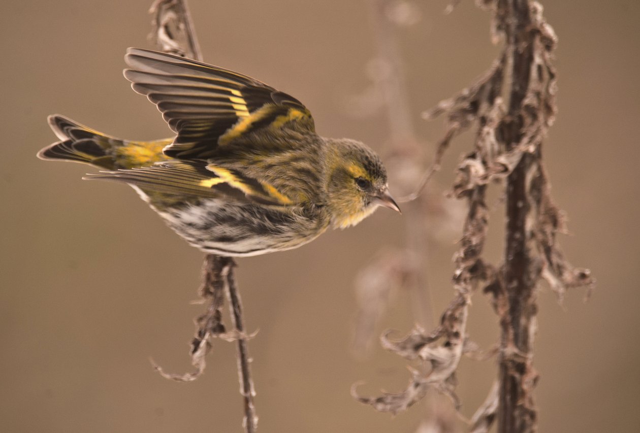 Carduelis spinus / Éger Tarin / Eurázsiai Siskin alkotó: William M. Timlin