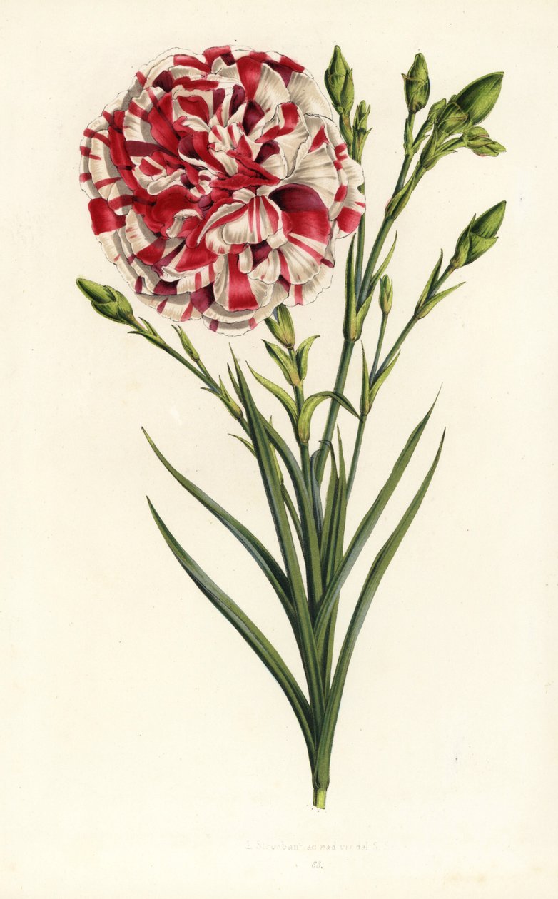 Szegfű hibrid, Louis Napoleon, Dianthus caryophyllus. Kézzel színezett litográfia Louis van Houtte és Charles Lemaire: Flowers of the Gardens and Hothouses of Europe, Flore des Serres et des Jardins de l