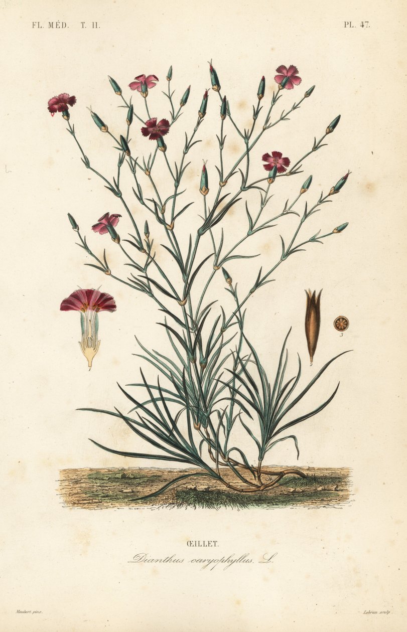 Szegfű vagy szegfűszeg rózsaszín, Dianthus caryophyllus, Oeillet alkotó: Unbekannt