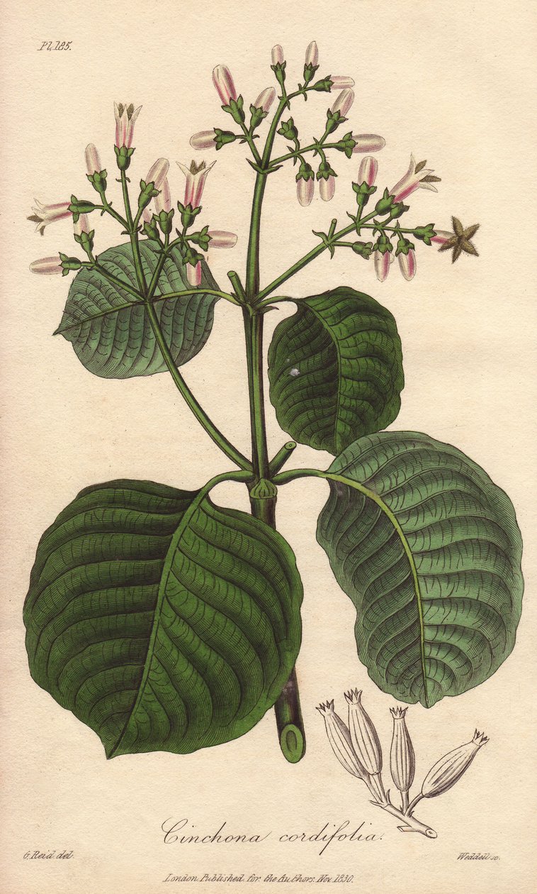 Cartagena kéreg, Cinchona cordifolia alkotó: Unbekannter Künstler