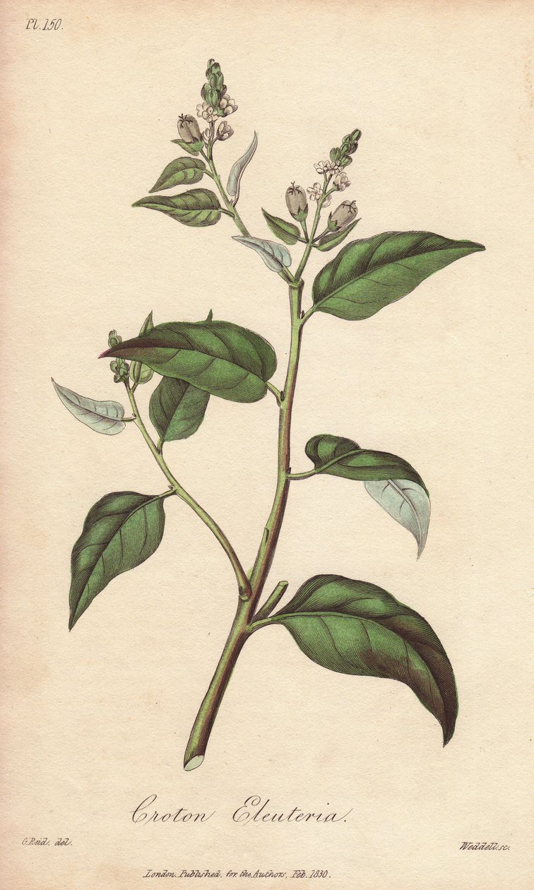 Cascarilla (Croton eleuteria) - Erős víz William Clarke által, John Stephenson és James Morss Churchill "Medical Botanical, Description of the Medicinal Plants of London, Edinburgh and Dublin" című művének illusztrálására, amelyet John Churchill Londonban  alkotó: Unbekannter Künstler