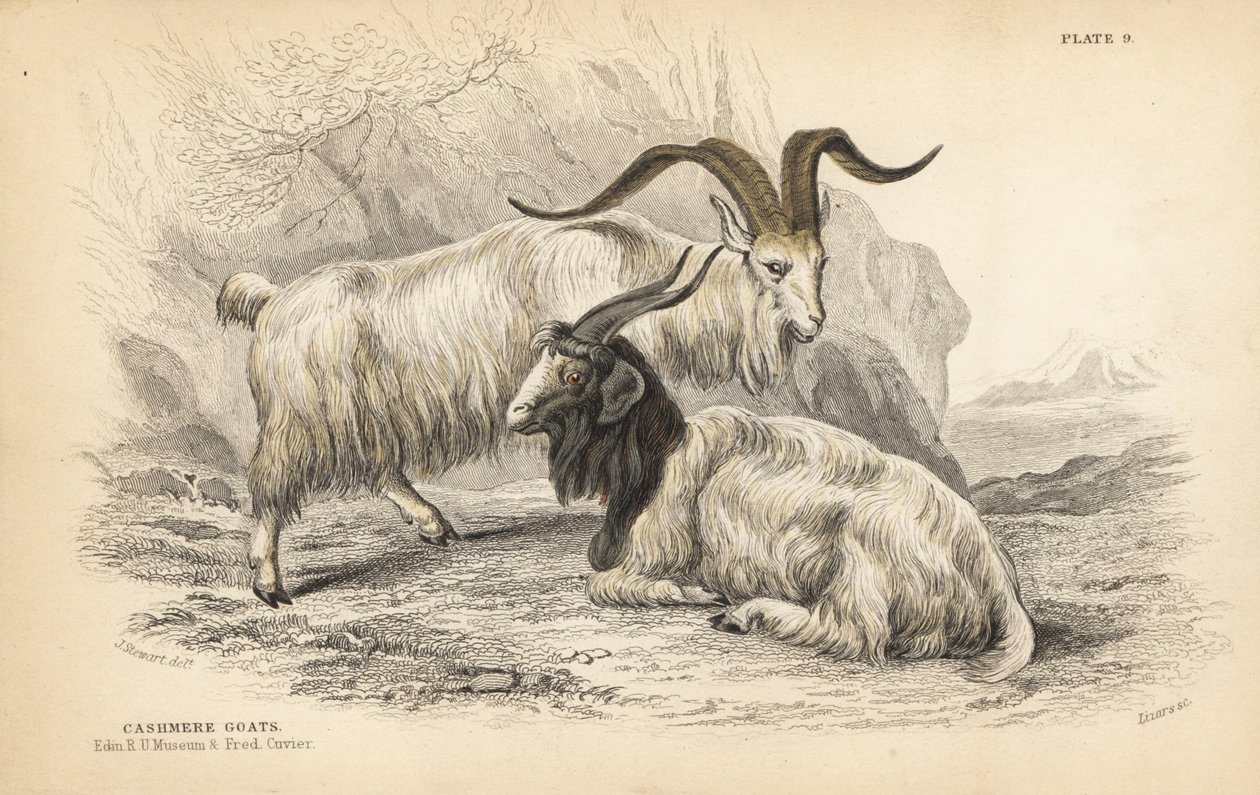 Kasmírkecske, Capra hircus lanigera. Edinburgh-i Királyi Egyetemi Múzeum és Frederick Cuvier. Lizars kézzel színezett acélmetszete James Stewart illusztrációja után, William Jardine