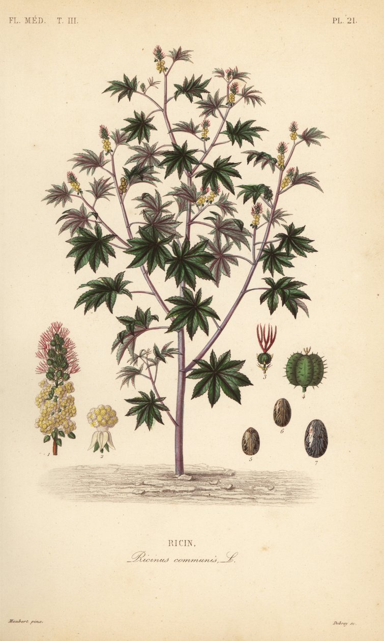 Ricinusbab vagy ricinusolaj növény, Ricinus communis, Ricin alkotó: Unbekannt