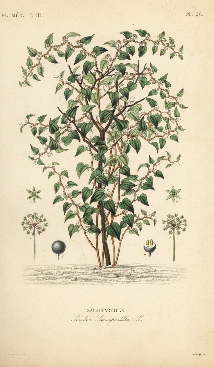 Macska zöldbriar vagy catbriar, Smilax glauca, Smilax sarsaparilla, Salsepareille, Debray kézzel színezett acélmetszet Edouard Maubert botanikai illusztrációja alapján, Pierre Oscar Reveil, A alkotó: Unbekannt