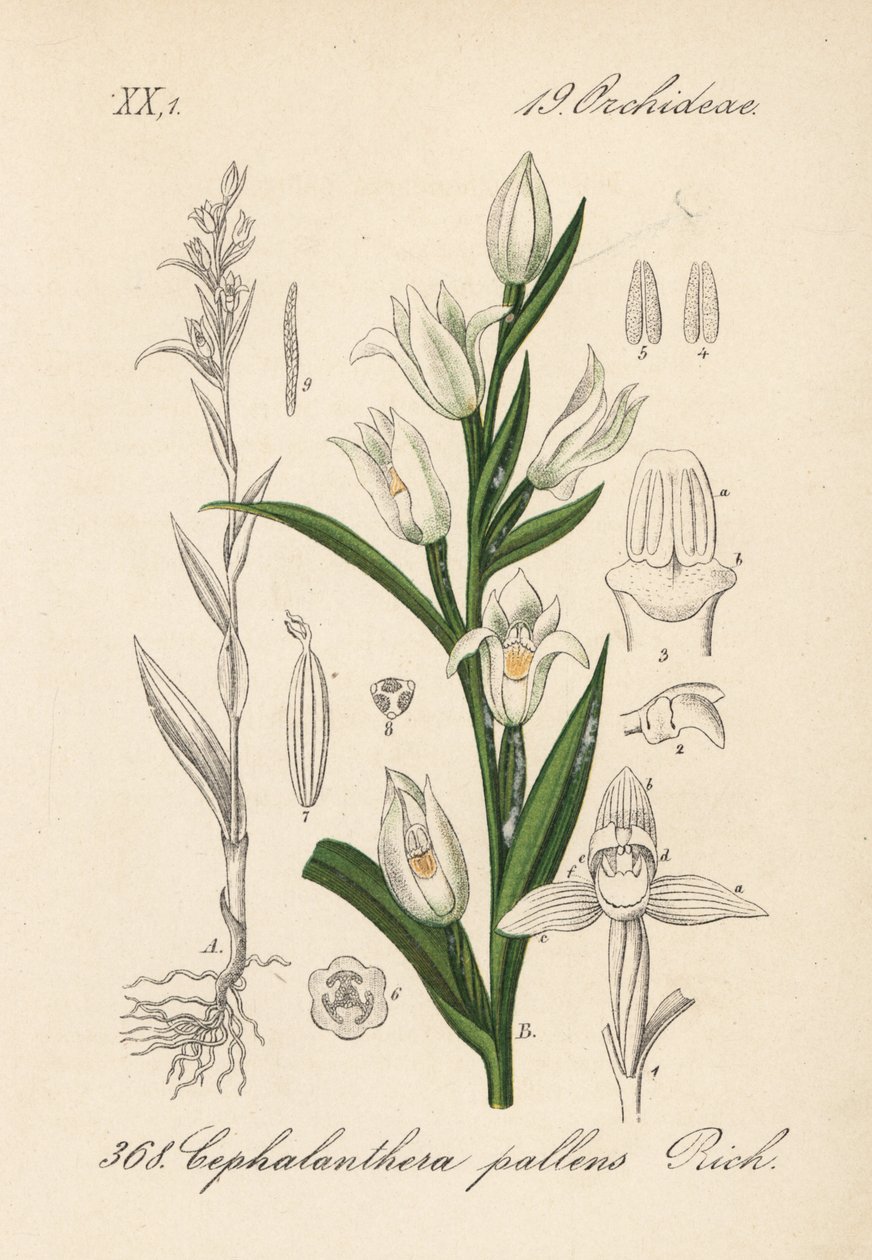Cephalanthere van epe vagy hosszú levelű - Kardlevelű helleborine, Cephalanthera longifolia (Cephalanthera pallens). Kézi színezésű litográfia Diederich von Schlechtendal Német flóra (Flora von Deutschland) című művéből, Jena. alkotó: Unbekannter Künstler