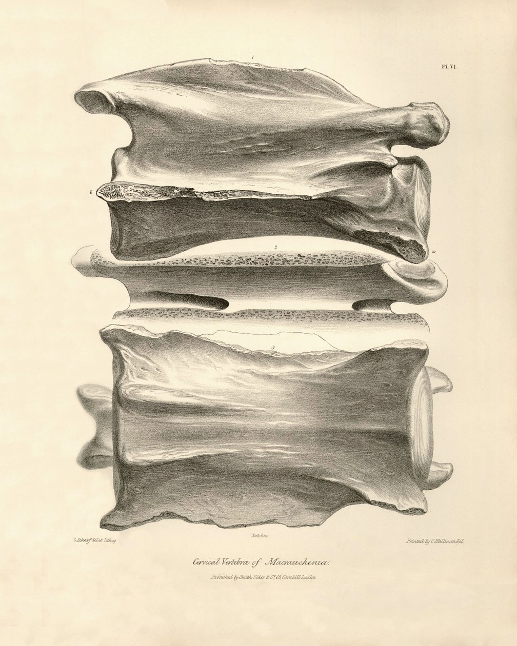 A Macrauchenia nyakcsigolyája, egy őskori állaté, amelyet Charles Darwin talált a Beagle fedélzetén tett felfedezőútja során. A H.M.S. Beagle Fitzroy kapitány parancsnoksága alatt 1832 és 1836 között tett útjának zoológiája szerkesztve és szuper alkotó: Unbekannter Künstler