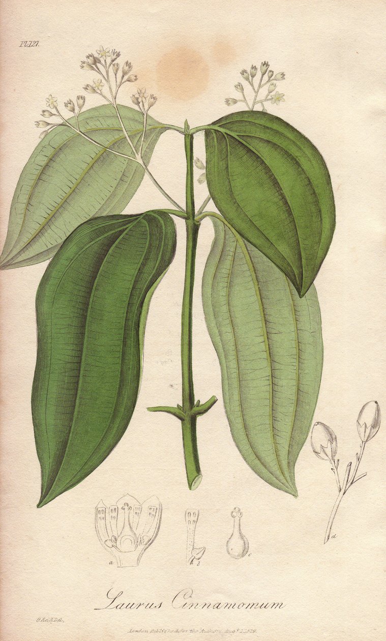 Ceyloni fuvola (Cinnamomum verum) - Erős víz William Clarke által, John Stephenson és James Morss Churchill "Medical Botanical, Description of the Medicinal Plants of London, Edinburgh, and Dublin" című művének illusztrálására, melyet Londonban adott ki Jo alkotó: Unbekannter Künstler