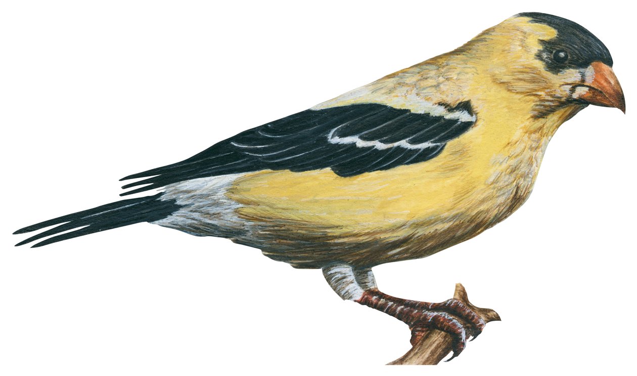 Chardonneret jaune, canari savavage - Aranypinty (Carduelis tristis) alkotó: Unbekannter Künstler