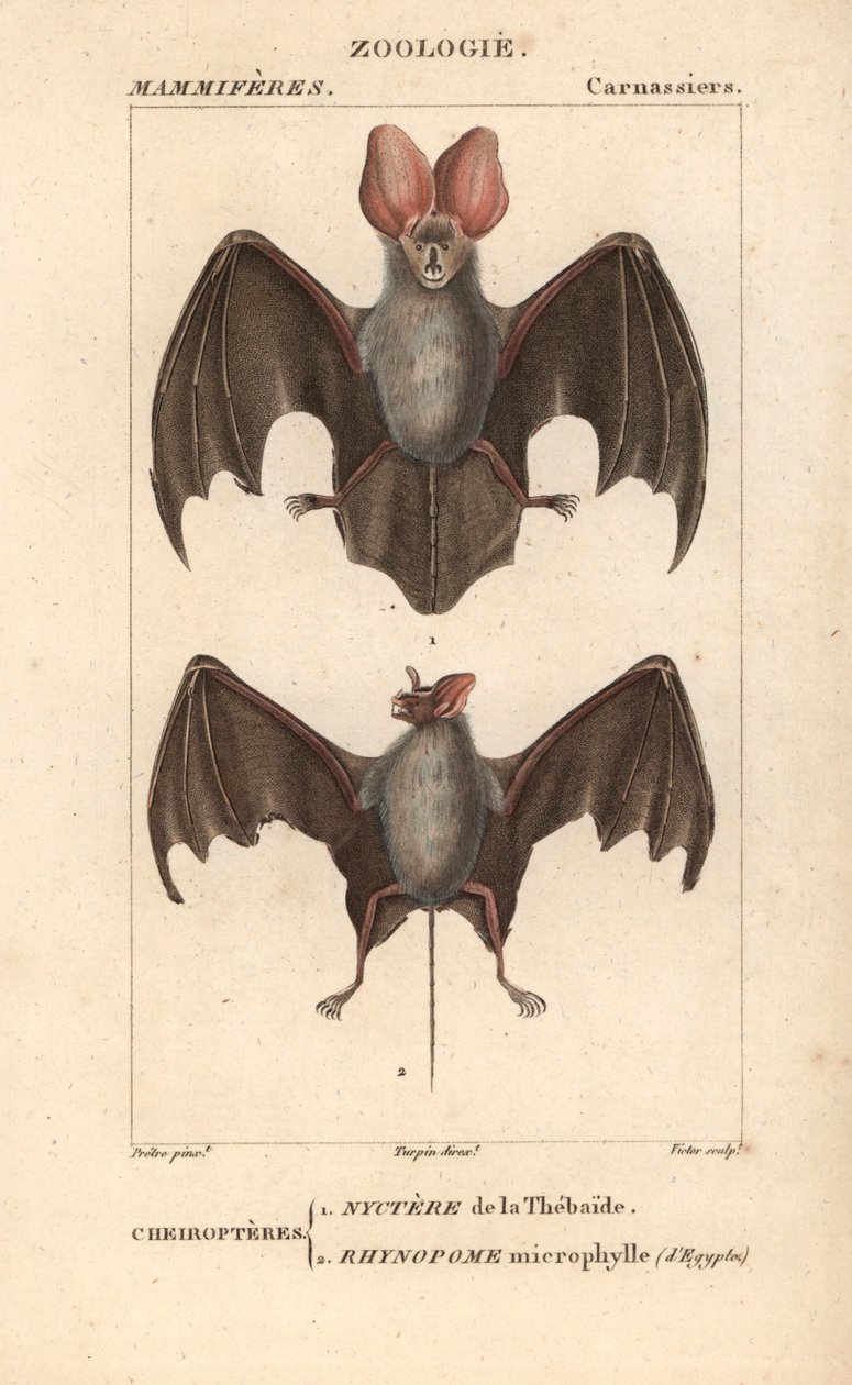 Cheiroptere (chiroptere): az egyiptomi Thebaide és rhynopome mikrofília nyctere - Eau forte, Jean Gabriel Pretre (1780-1845), Carnonkel metszete, a természettudományok szótára: Frederic Cuvier emlősök, szerkesztő: Pierre Jean Francois Tu alkotó: Unbekannter Künstler