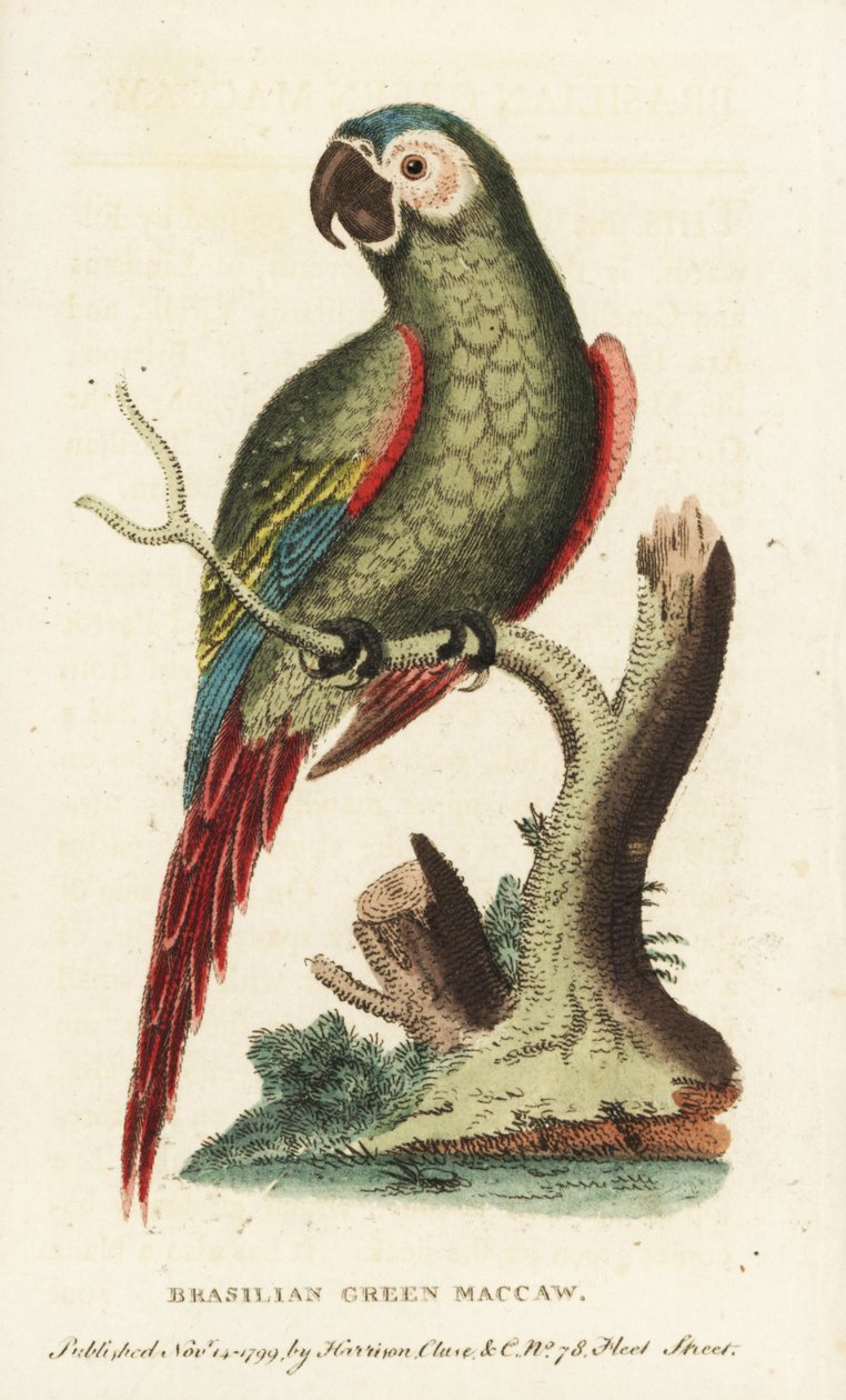 Gesztenyebarna-arasz, Ara severus. Brazíliai zöld ara. Az illusztrációt George Edwards-tól másolták. Kézzel színezett rézmetszet a "The Naturalist