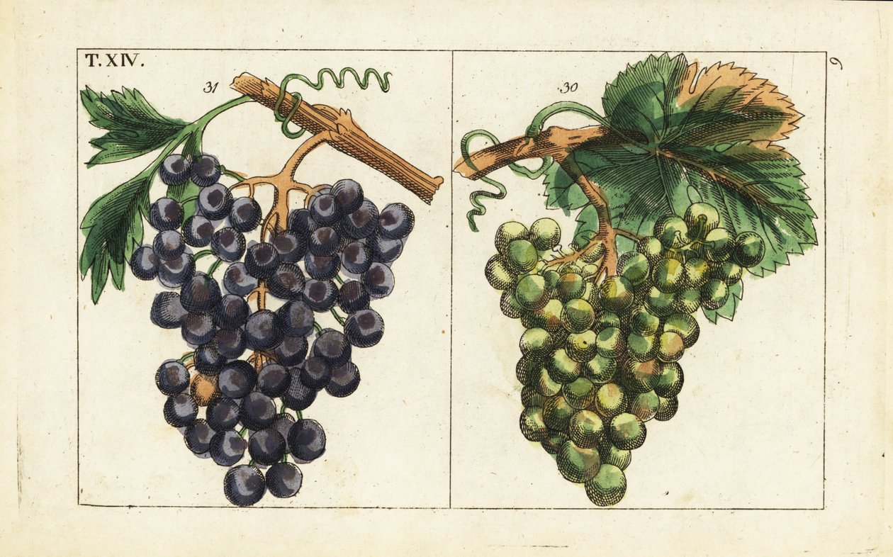 Chiavenna szőlő, Pinot noir szőlő, Vitis vinifera. alkotó: Unbekannter Künstler