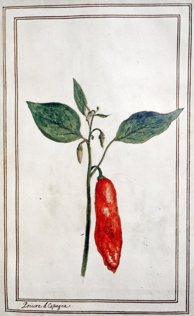 Chili, spanyol paprika, 1780-1800 körül (metszet) alkotó: Unbekannter Künstler