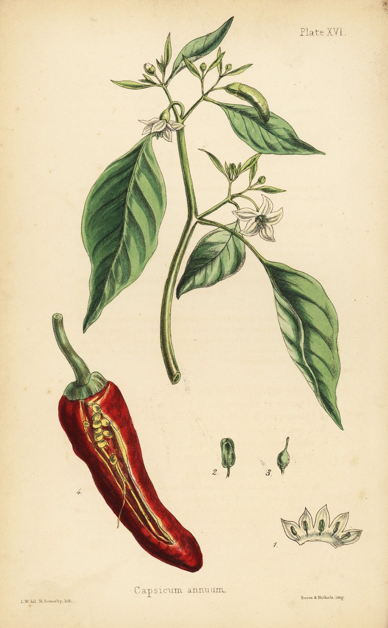 Chilipaprika, Capsicum annuum. Henry Sowerby kézi színezésű litográfiája L.W. illusztrációja után Edward Hamilton Flora Homeopathica című művéből, Bailliere, London. alkotó: Unbekannter Künstler