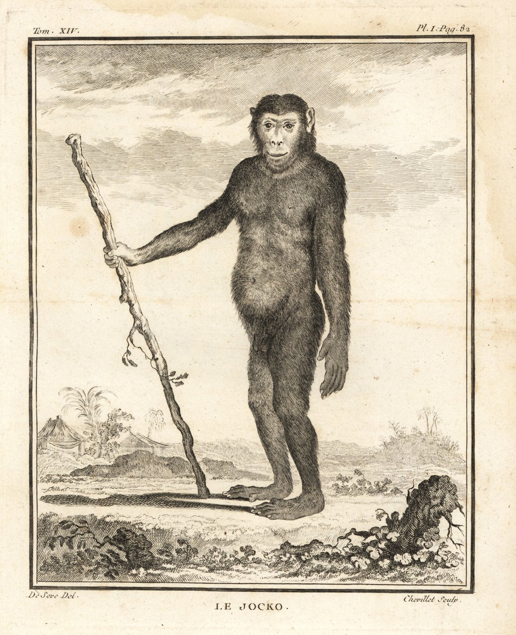 Csimpánz, Pan troglodytes. A Jocko. Veszélyeztetett. Chevillet rézmetszete Jacques de Seve illusztrációja után Georges-Louis Leclerc, Comte de Buffon Histoire Naturelle című művéből, Imprimerie Royale, Párizs. alkotó: Unbekannter Künstler