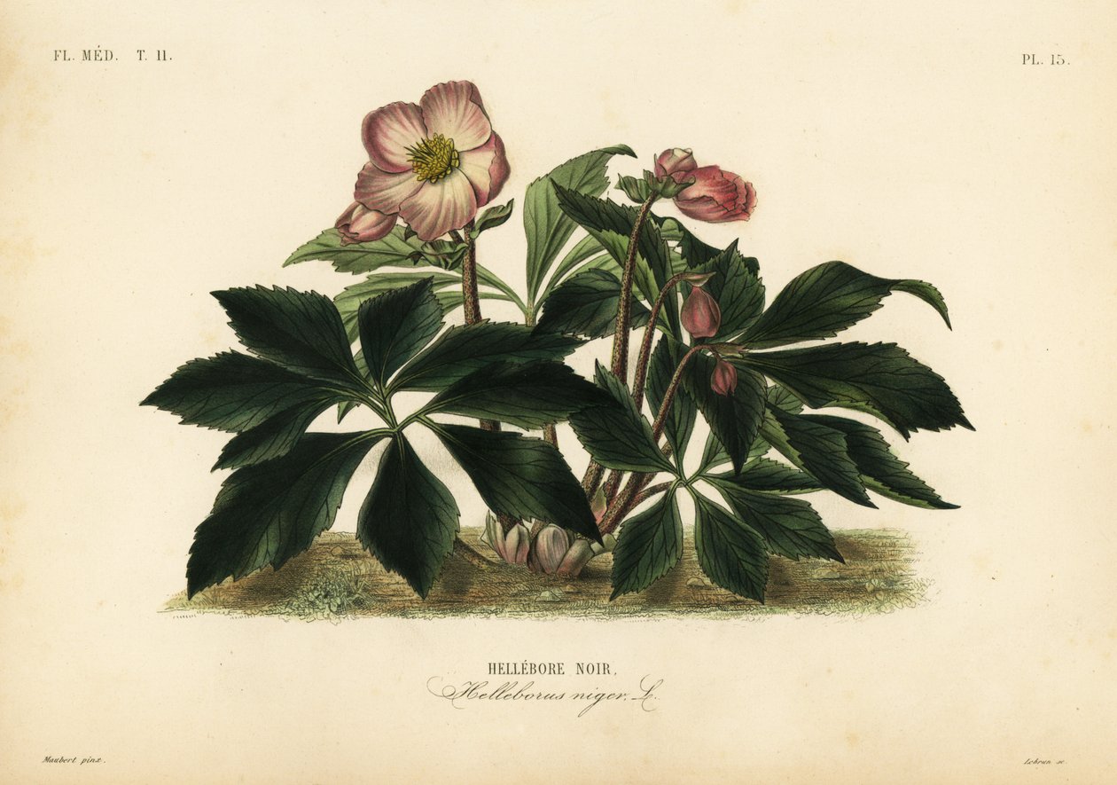 Karácsonyi rózsa vagy fekete hunyor, Helleborus niger, Hellebore noir alkotó: Unbekannt