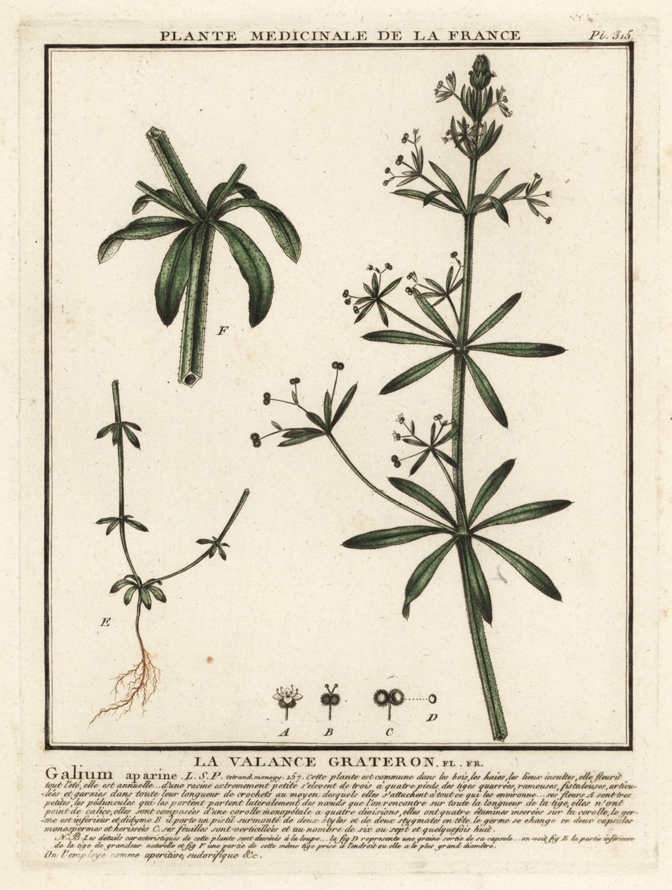 Cleavers, Gallium aparine. alkotó: Unbekannter Künstler