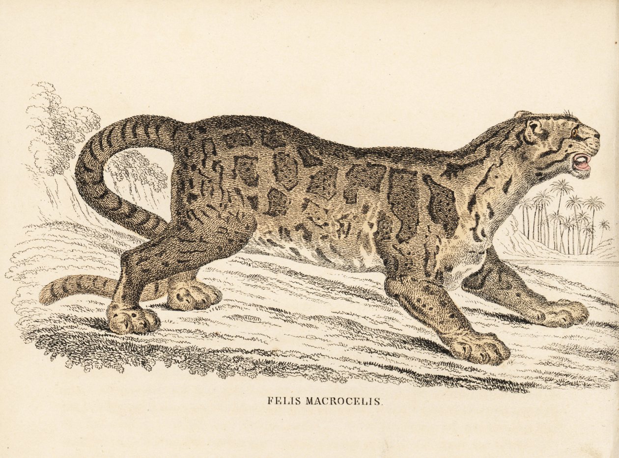 Felhőleopárd, Neofelis nebulosa (Felis macrocelis). Veszélyeztetett. Kézzel színezett acélmetszet Georg Friedrich Treitschke természetrajzi galériájából, Naturhistorischer Bildersaal des Thierreiches, Liepzig-1842. alkotó: Unbekannter Künstler