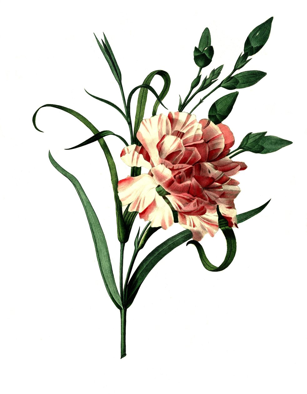Szegfűszeg rózsaszín (Dianthus caryophyllus) vagy nemes szegfű, kerti szegfű alkotó: Unbekannter Künstler