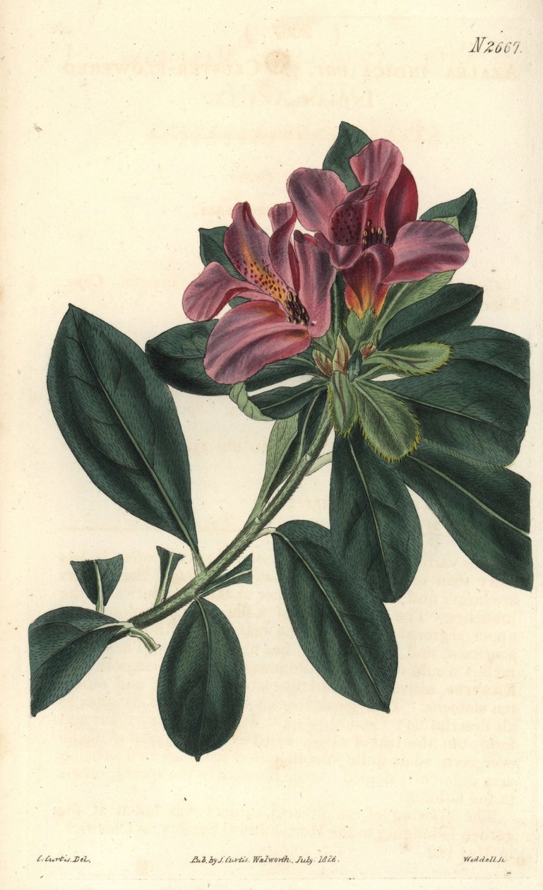 Indiai azálee lila virágfürtje. Illusztráció: C. Curtis, metszet: Weddell. Eau forte a The Curtis Botanical Magazine-ban, írta Samuel Curtis. alkotó: Unbekannter Künstler
